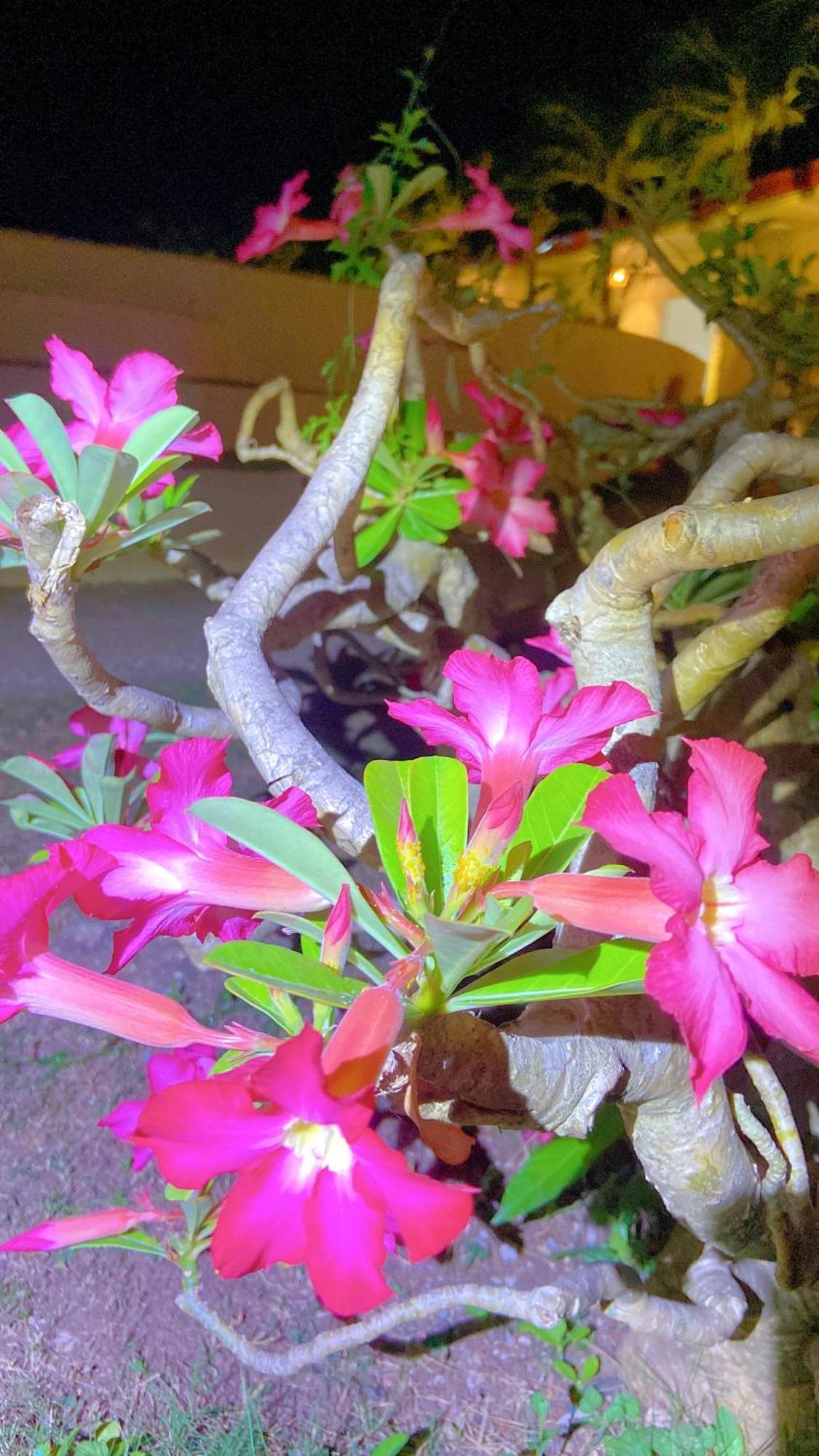 Green Mango Resort Danao  Kültér fotó